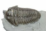 Long Prone Flexicalymene Trilobite Meeki - Monroe, Ohio #224888-1